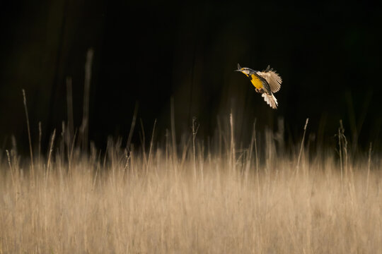 Eastern Meadowlark In Flight Above Golden Grass With Dark Background