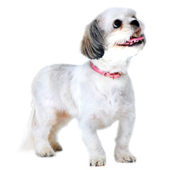 Waiting for a delicious treat. Studio shot of an adorable lhasa apso puppy isolated on white.