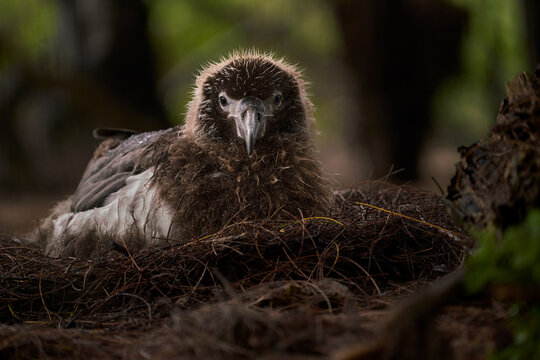 Laysan Albatross Baby Bird Chick On Nest