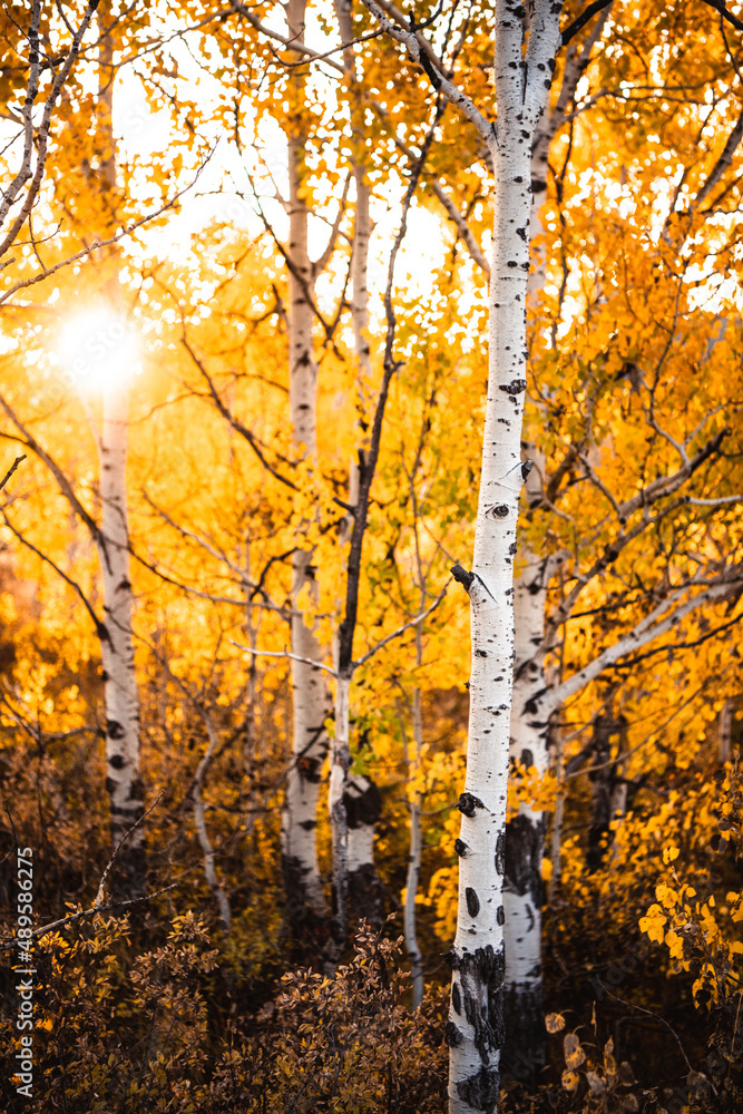 Wall mural yellow aspen foliage 