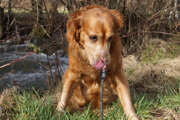 A Golden Retriever in various poses