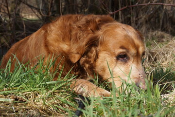 A Golden Retriever in various poses