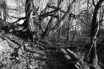 Wald und Gebüsch bei Sonnenlicht, Niederwald