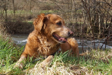 A Golden Retriever in various poses
