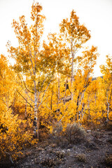 Fototapeta premium vibrant aspen leaves