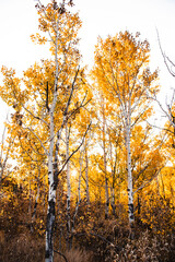 aspen foliage