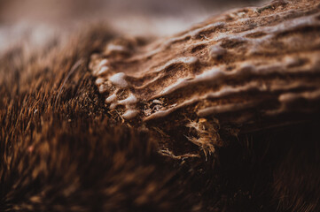 macro whitetail deer base