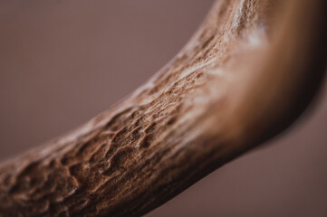whitetail deer antler