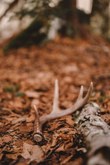 shed antler close up