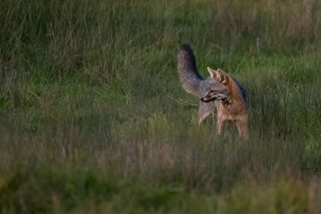 Gray Fox in Field Hunting for Prey at Dark