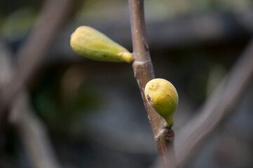 The fig fruits in winter