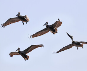 Pelicans in flight over the North Carolina coast.