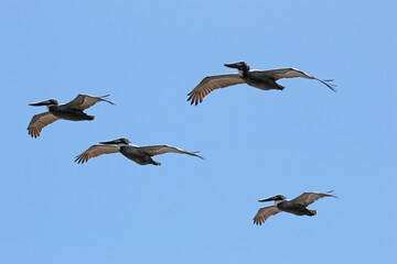 Pelicans in flight over the North Carolina coast.