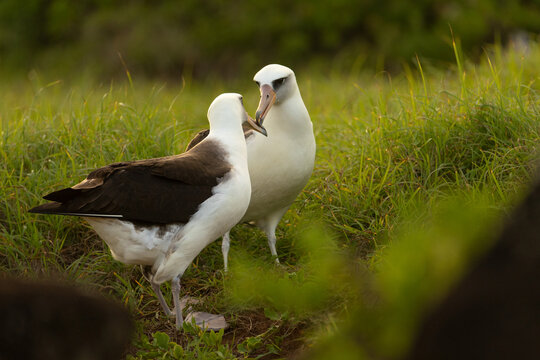 Laysan Albatross Bird Pair Touching Beaks Behavior