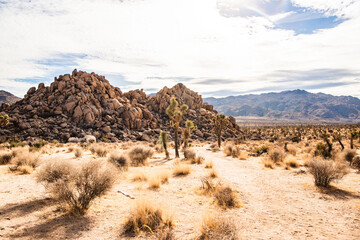 boulders and Joshua trees