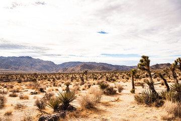 Joshua trees in the landscape