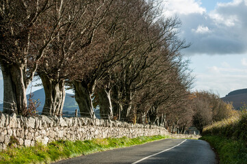 Irish rural road landscape