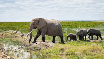 Naklejka na ściany i meble African elephant cow with three calves in Amboseli National Park.