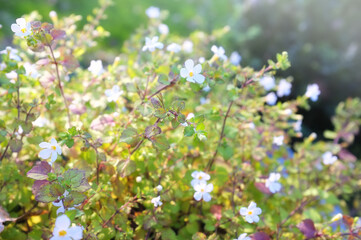 Summer garden. A photo of the garden in summertime.