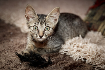 Cute kitten with bright beautiful eyes. Red little kitten of mixed breed on a black background in the studio.