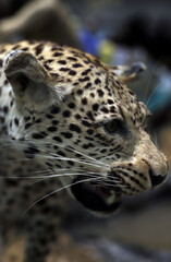 leopardo africano disecado