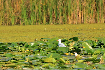 Black-headed Gull in the Danube Delta in Romania