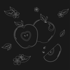 Collection of White Vector Apple Outlined on Chalkboard with Leaves and Blossoms