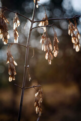 Ahornsamen im Licht Winter