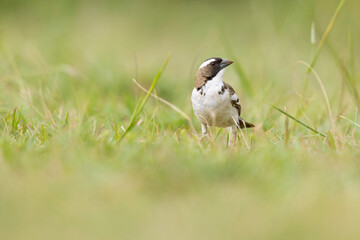 white-browed sparrow-weaver (Plocepasser mahali) foraging in a meadow.
