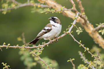 A white-browed sparrow-weaver (Plocepasser mahali) perched on a branch of a tree.