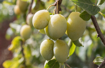 Green and yellow plums on a branch in the garden