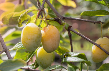 Green and yellow plums on a branch in the garden