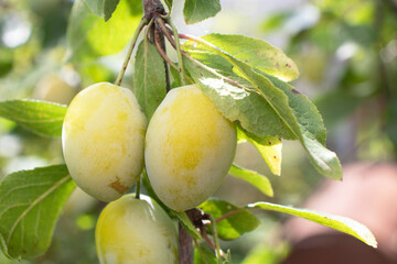 Green and yellow plums on a branch in the garden
