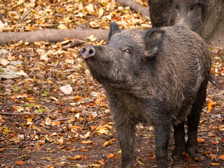 portrait of a wild boar, in autumn