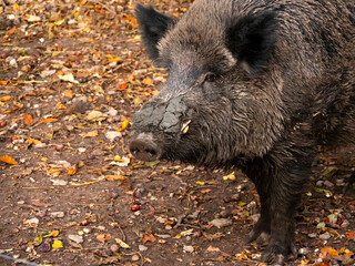portrait of a wild boar, in autumn