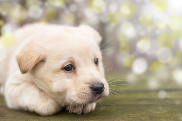 A white puppy is lying on a wooden bench against a bokeh background.