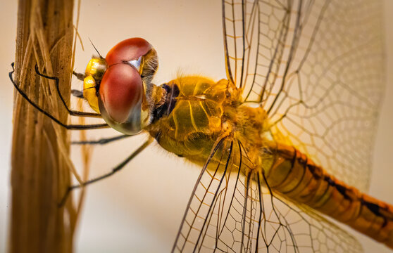 A Dragon Fly Close Up Of Its Face