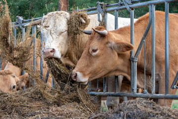Cows eating straw on the farm in the open air