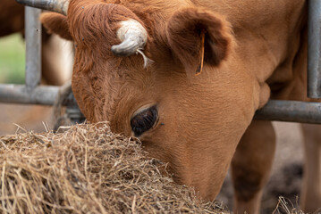Cow on farm eating straw