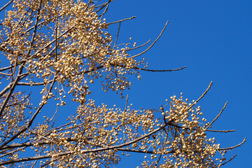 spring flowering branches on a blue sky background