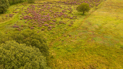 Green meadow with flowers, photographed with drone, seen from above