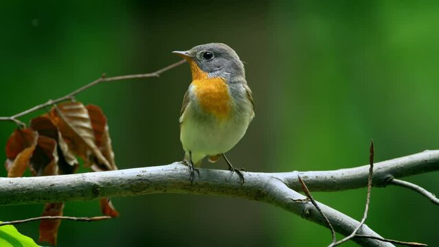 Red-breasted flycatcher (Ficedula parva) call, bird singing