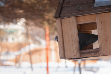 A pigeon is peeking out of the birdhouse in a funny way. Light background with pine trees above