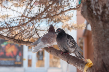 Fototapeta premium Two pigeons are sitting on a tree brunch in the park during spring or winter. One is looking behind and the other is looking to the side