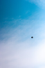 Naklejka na ściany i meble A full frame cloudy blue sky with small bird against them flying