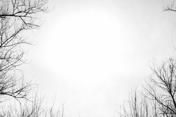 A black and white abstract photo with scary dark branches against a clear bright sky - Powered by Adobe