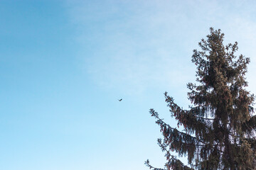 A bird flying agaist clear blue cloudless sky with pines in the foreground. Low angle
