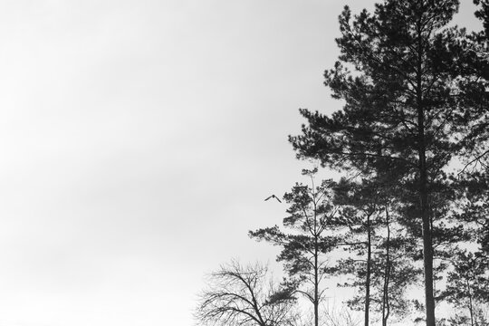 Black and white photo. Dark pines against a cloudy bright sky.
