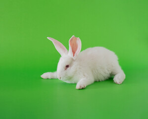 easter white bunny against pastel green background. adorable surreal background