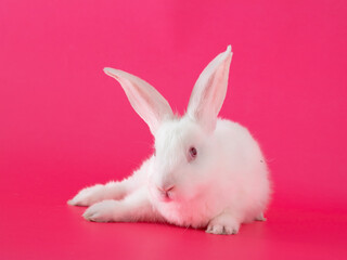 easter white bunny against pink background. adorable surreal modern background